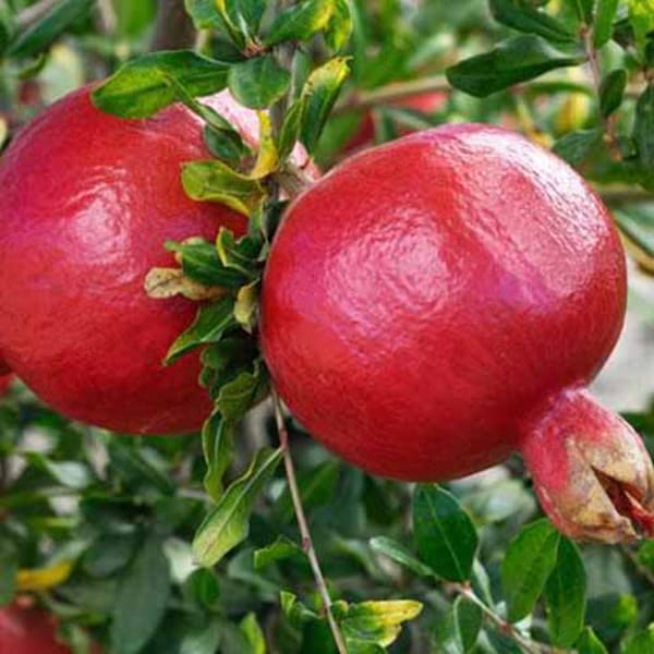 Wonderful Pomegranate Plant | Dwarf and Hybrid Plants