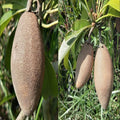 Thai Chiku Plant| Dwarf and Hybrid Plants