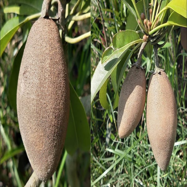 Thai Chiku Plant| Dwarf and Hybrid Plants