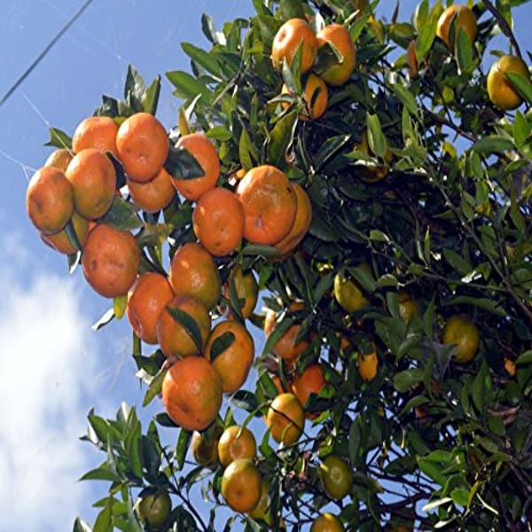Gaint Darjeeling Orange Plant | Dwarf and Hybrid Plants