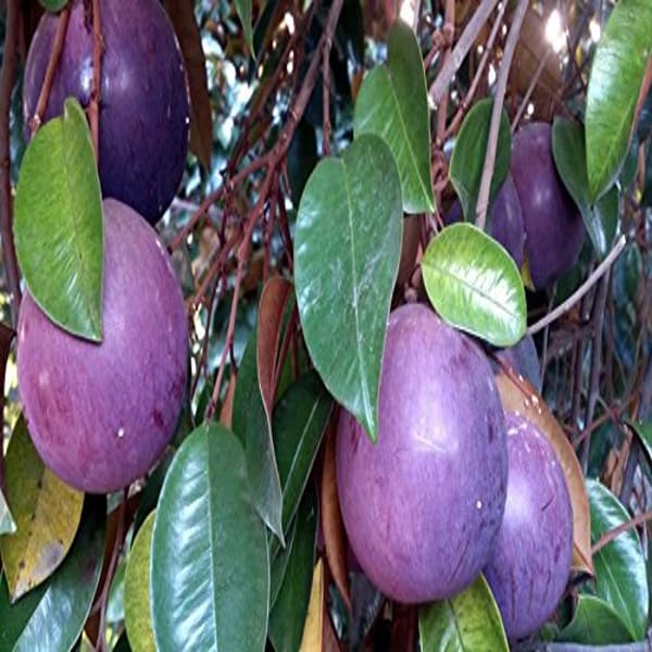Milk Fruit Plant Hybrid | Dwarf and Hybrid Plants