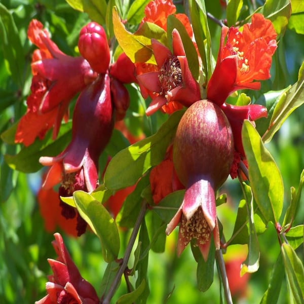Surh Anar Pomegranate Plant | Dwarf and Hybrid Plants