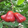 Thai Verity Red Wax Apple Plant | Dwarf and Hybrid Plants