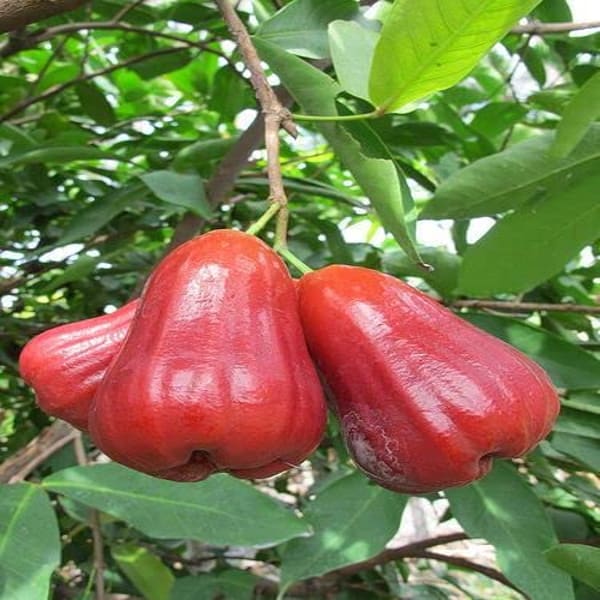 Thai Verity Red Wax Apple Plant | Dwarf and Hybrid Plants