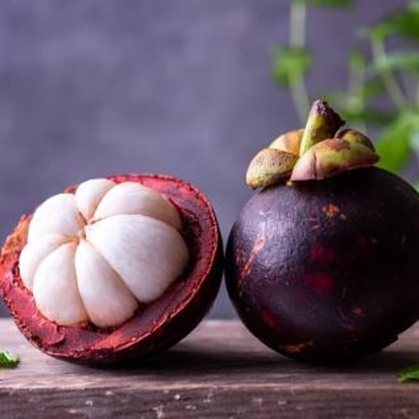 Mangosteen Fruit Plant| Dwarf and Hybrid Plants