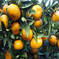 Satsuma Orange Plant | Dwarf and Hybrid Plants