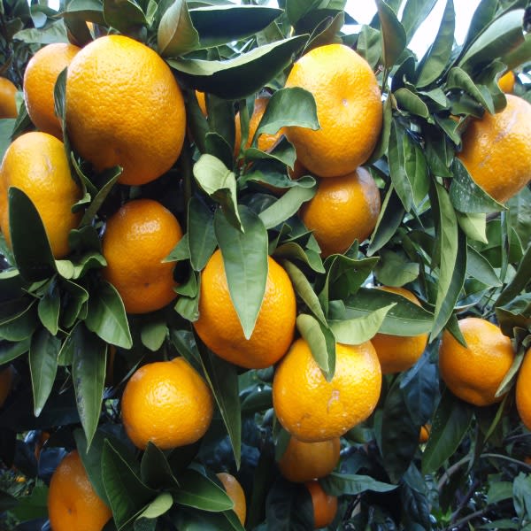 Satsuma Orange Plant | Dwarf and Hybrid Plants