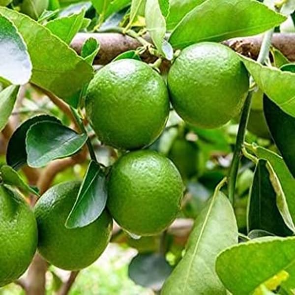 Thai Pati Lemon Plant | Dwarf and Hybrid Plants