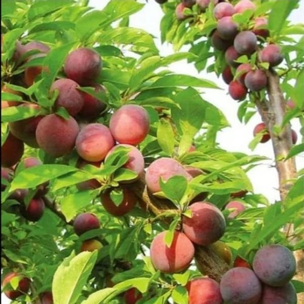 Alubhukara Fruit Plant| Dwarf and Hybrid Plants
