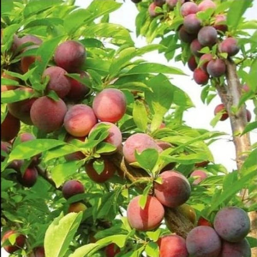 Alubhukara Fruit Plant| Dwarf and Hybrid Plants