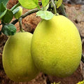 Pomelo Orange Plant | Dwarf and Hybrid Plants