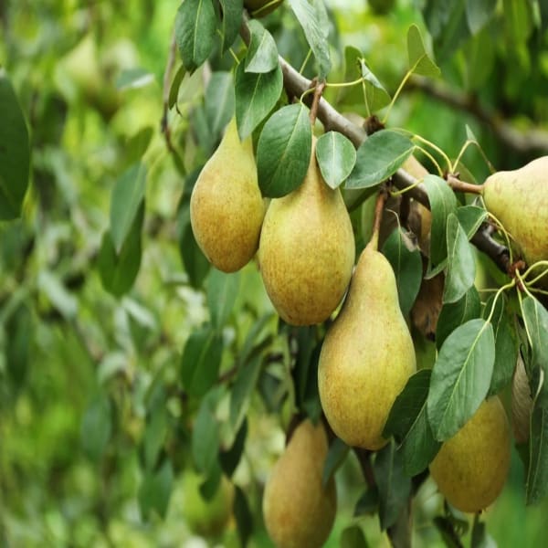 Green Pear Fruit Plant | Dwarf and Hybrid Plants