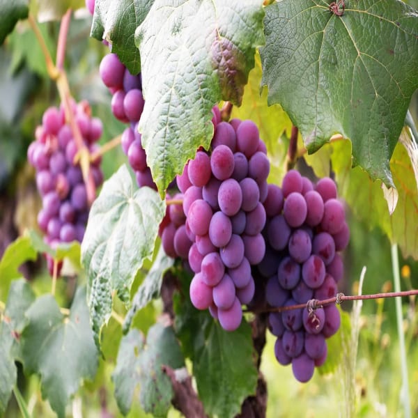 Red Grapes Plant Thai Verity Seedless| Dwarf and Hybrid Plants