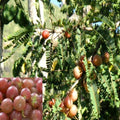 Red Amla Plant  Hybrid  Grafting