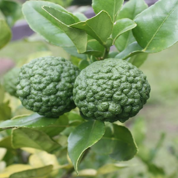 Kafir Lemon Plant | Dwarf and Hybrid Plants