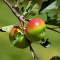 Anna Apple Plant Grafting | Dwarf and Hybrid Plants