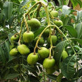 All Time Amra(Spondias Mombin) Plant Thai Verity| Dwarf and Hybrid Plants