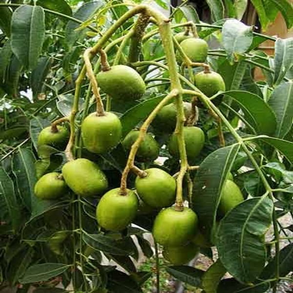 All Time Amra(Spondias Mombin) Plant Thai Verity| Dwarf and Hybrid Plants