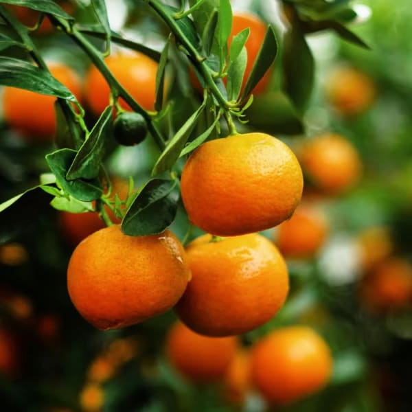 Dancy Orange Plant | Dwarf and Hybrid Plants