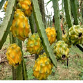 Hybrid Yellow Dragon Fruit Plant