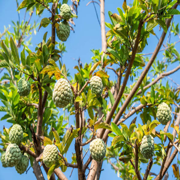 GOlden Custard Apple Plant | Dwarf and Hybrid Plants