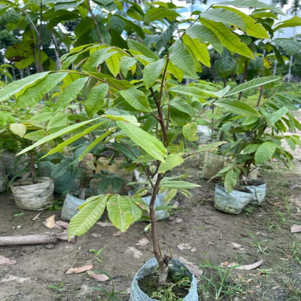 Longan Fruit Plant | Dwarf and Hybrid Plants