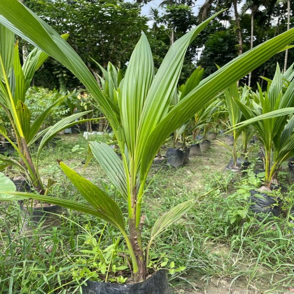 High Yield Dwarf Rare Coconut Tree Live Plant| Dwarf and Hybrid Plants