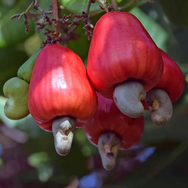 Cashew Fruit Plant Grafting And Hybrid | Dwarf and Hybrid Plants