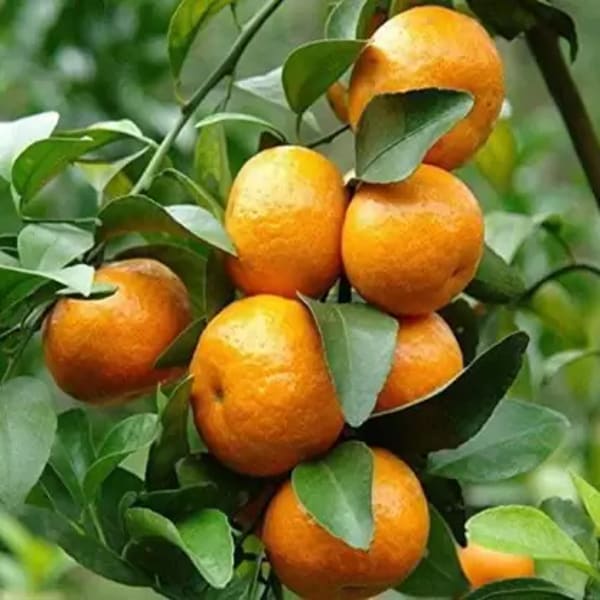 Raw Sweet Orange Plant | Dwarf and Hybrid Plants