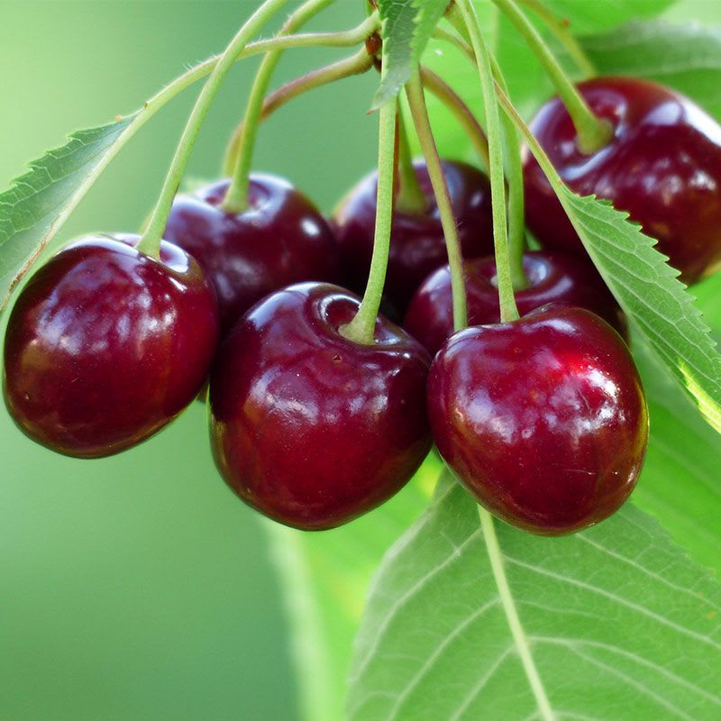 Japanese Verity Sweet Cherry Plant | Dwarf and Hybrid Plants