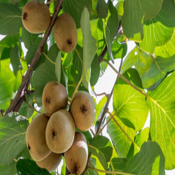 Grafted Kiwi Fruit Plant | Dwarf and Hybrid Plants