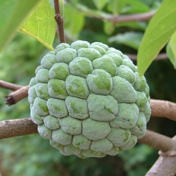 GOlden Custard Apple Plant | Dwarf and Hybrid Plants