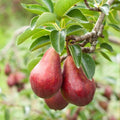 Red Pear Fruit Plant| Dwarf and Hybrid Plants
