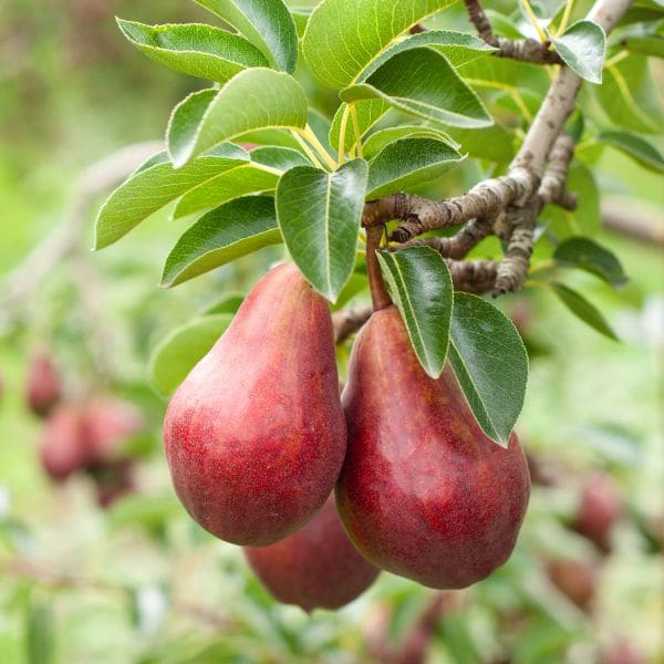 Red Pear Fruit Plant| Dwarf and Hybrid Plants