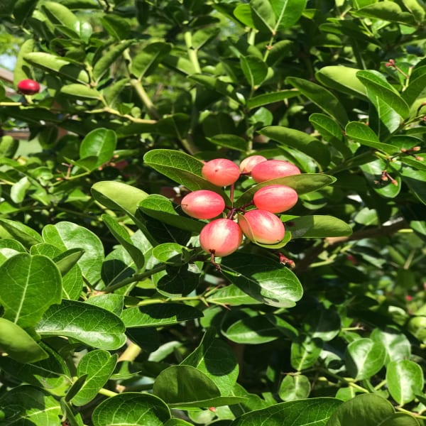 Karanda Fruit Plant | Dwarf and Hybrid Plants