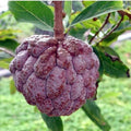 Red Custard Apple Plant | Dwarf and Hybrid Plants