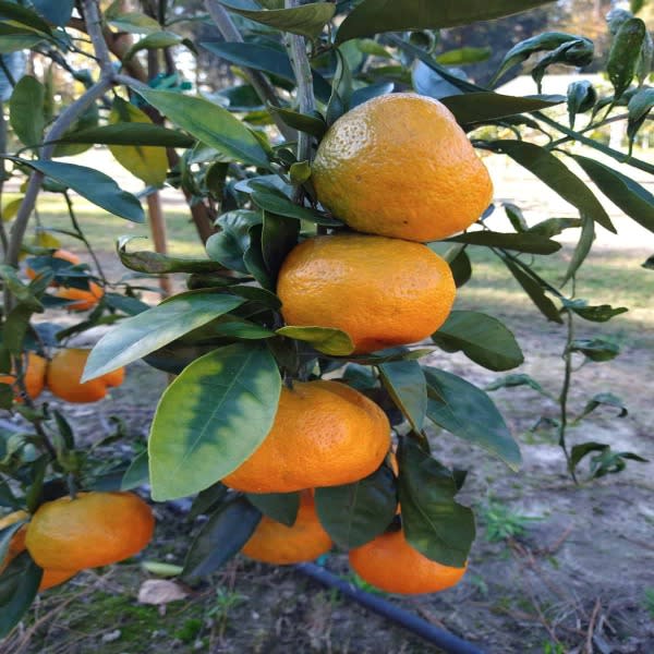 Satsuma Orange Plant | Dwarf and Hybrid Plants