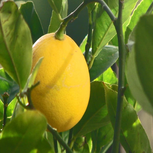 Thai Meyer Lemon Plant | Dwarf and Hybrid Plants