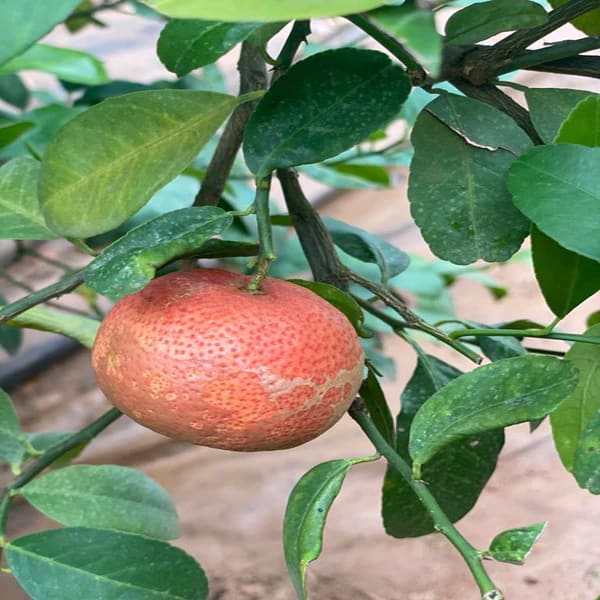 Red Pati Lemon Plant | Dwarf and Hybrid Plants