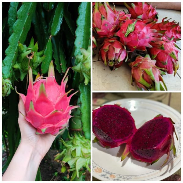 Hybrid Pink Dragon Fruit Plant | Dwarf and Hybrid Plants