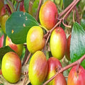 All Time Grafted Miss India Apple Ber Plant | Dwarf and Hybrid Plants