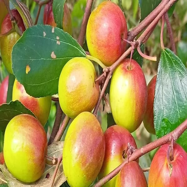 All Time Grafted Miss India Apple Ber Plant | Dwarf and Hybrid Plants