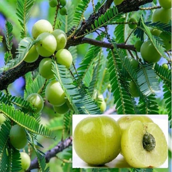 King Of Chakapat Mango Plant | Dwarf and Hybrid Plants