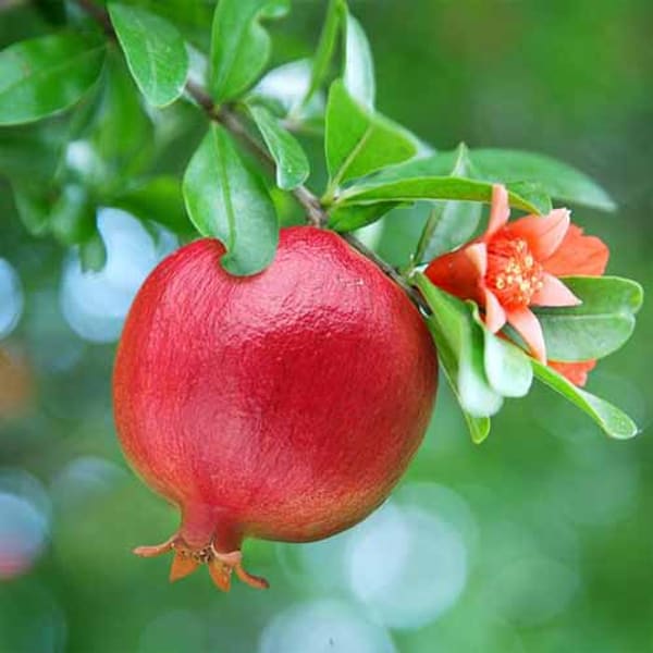 Texas Pink Pomegranate Plant | Dwarf and Hybrid Plants