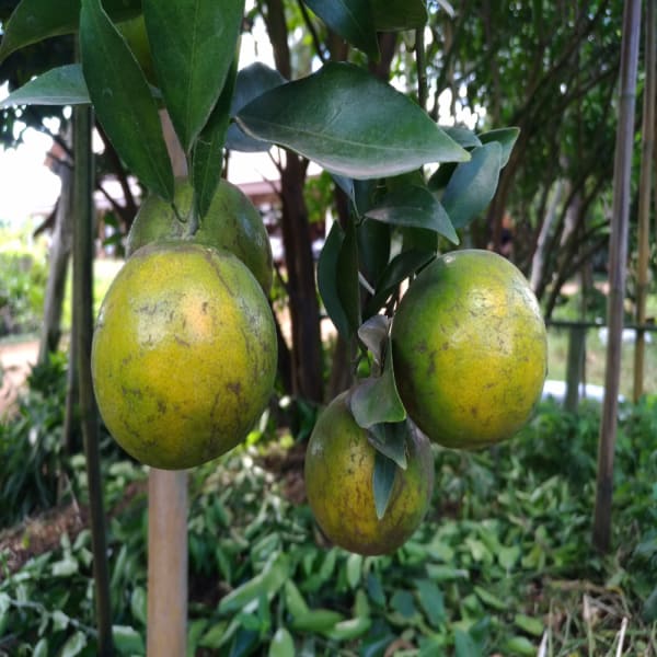 Big Green Orange Plant | Dwarf and Hybrid Plants