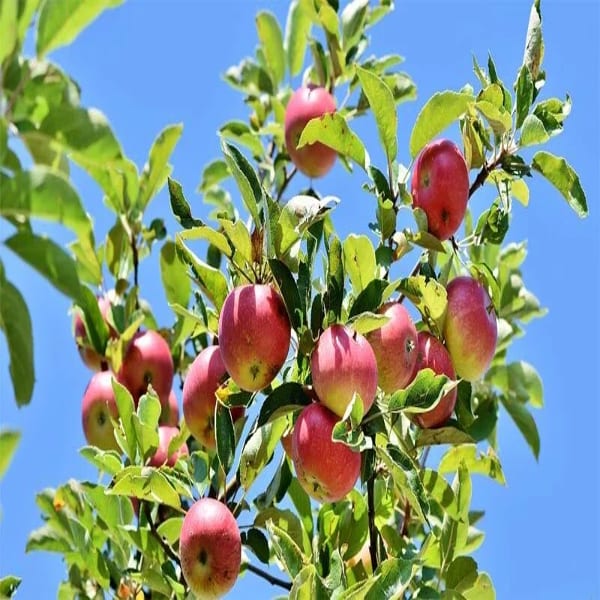 Hrmn-99 Apple Plant| Dwarf and Hybrid Plants