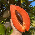 Rare Mamey Sapote Fruit Plant | Dwarf and Hybrid Plants