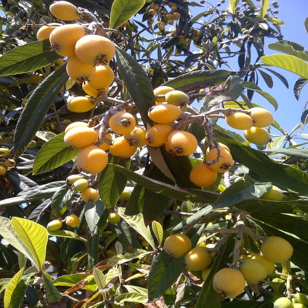 Loquat Fruit Plant| Dwarf and Hybrid Plants