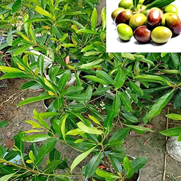 Italian Verity Sweet Olive Plant | Dwarf and Hybrid Plants