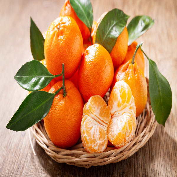 Mandarin Orange Plant| Dwarf and Hybrid Plants